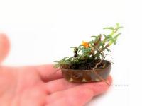 Orchidea kusamono mázas tálban 07.
