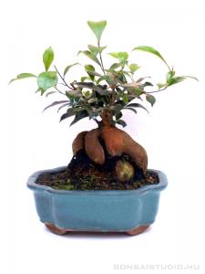 Ficus ginseng bonsai mázas tálban 01.