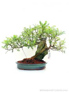 Borsfa - Zanthoxyllum piperitum - kifu sekijoju bonsai