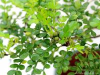 Borsfa - Zanthoxyllum piperitum - kifu sekijoju bonsai