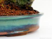 Borsfa - Zanthoxyllum piperitum - kifu sekijoju bonsai