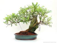 Borsfa - Zanthoxyllum piperitum - kifu sekijoju bonsai}