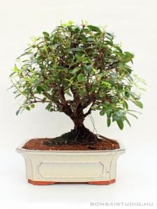 Metrosideros bonsai 03.