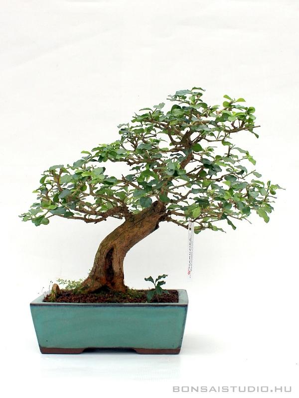 goldkiefer bonsai Pseudolarix main image 0