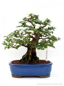 Premna ovalifolium bonsai 01.