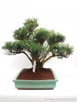 Buxus harlandii bonsai 26.}
