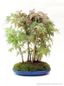 Acer palmatum yose ue bonsai stílusban 03.