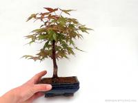 Japán juhar bonsai kék tálban}