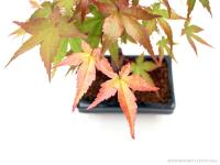 Japán juhar bonsai kék tálban}