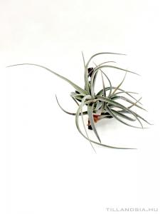Tillandsia fresnilloensis