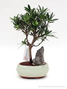 Podocarpus macrophylla mini bonsai