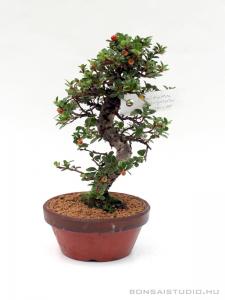 Cotoneaster sp. bonsai előanyag 07.
