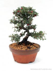 Cotoneaster sp. bonsai előanyag 08.