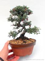 Cotoneaster sp. bonsai előanyag 08.