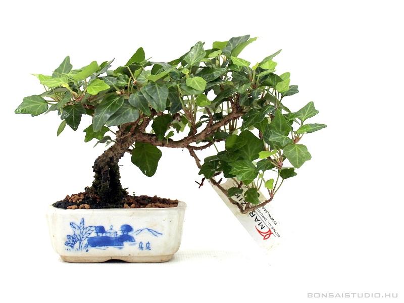 Hedera helix flkaszkd shohin bonsai hedera helix, hedera, bonsai,  marczika bonsai studio, bonsai kerteszet, bonsai vasarlas, rendeles,  ajandek otlet, shohin, mame, kismeretu bonsai bonsai kertszet webruhz