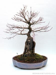 Acer palmatum - Japán juhar bonsai sekijoju stílusban