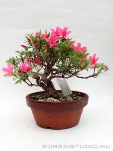 Rhododendron indicum pre bonsai 03.