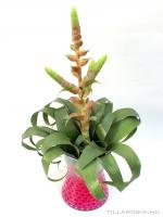 Tillandsia samantha üveg kaspóban