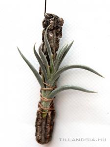 Tillandsia castellanii