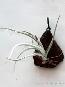 Tillandsia crocata x jucunda