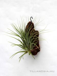Tillandsia delicata