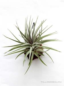 Tillandsia kammii