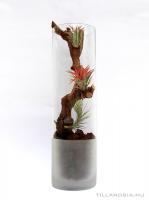 Tillandsia kompozíció üveg kaspóban 