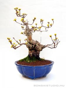 Cornus officinalis bonsai
