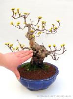 Cornus officinalis bonsai