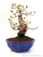 Cornus officinalis bonsai