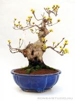 Cornus officinalis bonsai}