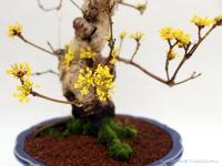 Cornus officinalis bonsai}