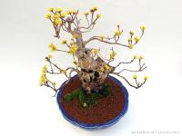 Cornus officinalis bonsai}