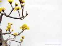 Cornus officinalis bonsai}