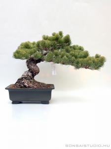 Pinus parviflora fenyő bonsai shakan stílusban