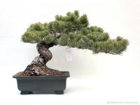 Pinus parviflora fenyő bonsai shakan stílusban