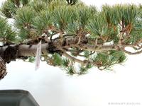 Pinus parviflora fenyő bonsai shakan stílusban
