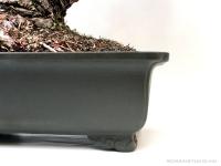 Pinus parviflora fenyő bonsai shakan stílusban}