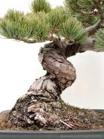 Pinus parviflora fenyő bonsai shakan stílusban}