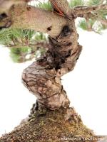 Pinus parviflora fenyő bonsai shakan stílusban}
