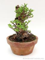 Chaenomeles japonica shohin bonsai 03.