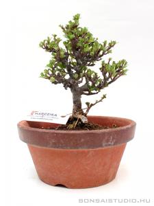 Chaenomeles japonica shohin bonsai 04.