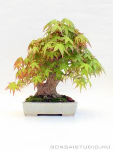 Acer palmatum bonsai shohin 07.