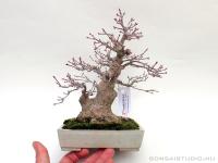 Acer palmatum bonsai shohin 07.}