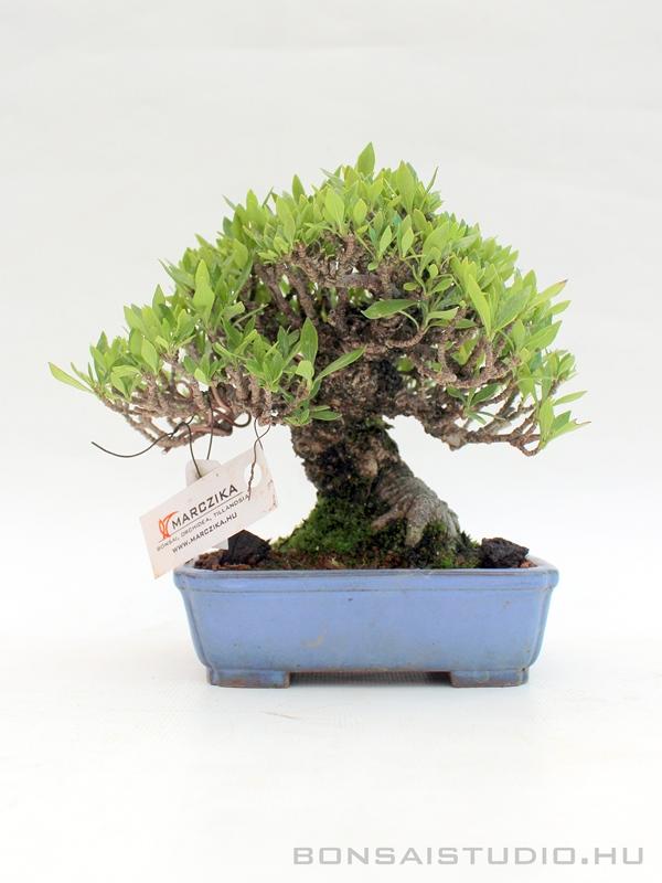 Gardenia Jasminoides Bonsai