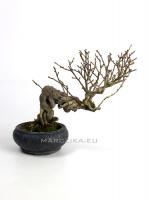 Ilex serrata shohin bonsai 03.}