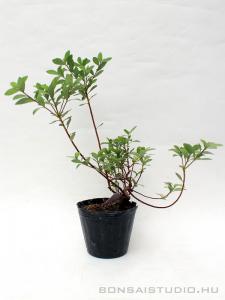 Yata - no - Kagami pre bonsai 07.