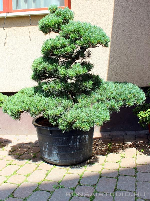 mirto bonsai Bonsai di Mirto in vaso quadro bianco  My Little Bonsai
