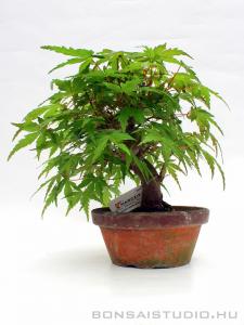Japán juhar bonsai előanyag 05.