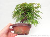 Japán juhar bonsai előanyag 05.}